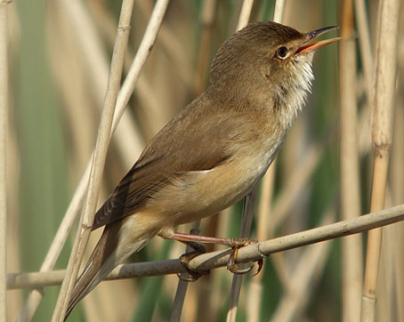 Kleinekarekiet050506